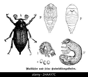 Cockchafer, Melolontha melolontha, anonym (Zoologie Buch, 1899), Maikäfer: Entwicklungspasen Stockfoto