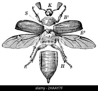 Cockchafer, Melolontha melolontha, anonym (Zoologiebuch, 1928), Maikäfer Körperteile, K Kopf B Brust (BL erster Ring; B2 zweiter und dritter Ring). H Hinterleib. S Schilden. Stockfoto