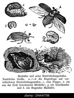 Cockchafer, Melolontha melolontha, anonym (Zoologie Buch, 1877), Maikäfer: Entwicklungsstufen Stockfoto