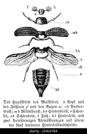 Cockchafer, Melolontha melolontha, anonym (Zoology book, 1886), Maikäfer: Hautskelett. k) Kopf mit den Fühlern f) und den Augen A); vb) Vorderbrust; mb) Mittelbrust; hb) Hinterbrust; s) Schenkel; sb) Schienbein, t) Fuss; hl) Hinterleib, mit zwei kreisförmigen Zeitöffnungen auf jedem der fünf voranschreitenden Hinterleibsabschnitte Stockfoto