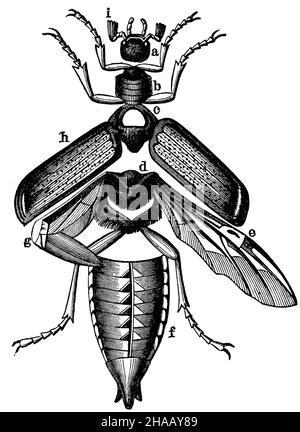 Cockchafer, Melolontha melolontha, anonym (Zoology book, 1877), Hautskelett des Maikäfers. A) Kopf, b) Vorderbrust, c) Mittelbrust, d) Hinterbrust, e) hinter- und Unterflügel, f) Hinterleib, g) der gefaltete Hinterflügel, h) Vorder- und Oberflügel (i) Flügel Stockfoto