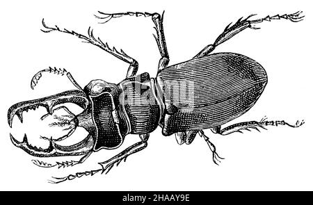 Europäischer Hirschkäfer, Lucanus cervius, (Bilderbuch, 1881), Hirschkäfer Stockfoto