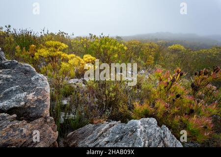 Fynbos Vegetation zwischen Bergfelsen im Nebel. Kogelberg Nature Reserve, Whale Coast, Overberg, Western Cape, Südafrika. Stockfoto