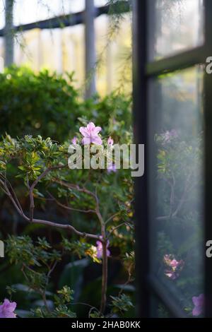 Azalea im Hausgarten. Blühende Zimmerpflanze in Orangerie oder Gewächshaus im Frühjahr über großen Fenstern Stockfoto