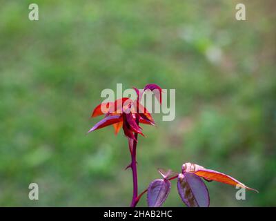 rosen wachsen im Garten Stockfoto