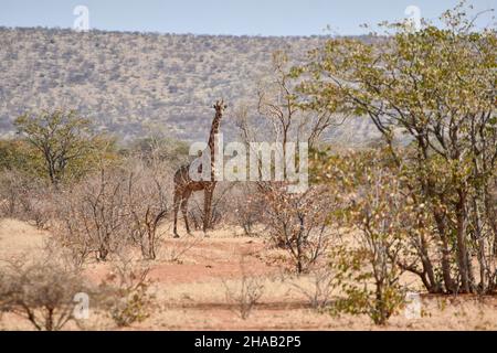 Eine angolanische Giraffe (Giraffa camelopardalis angolensis) in afrikanischer Landschaft im Etosha Nationalpark, Namibia. Stockfoto