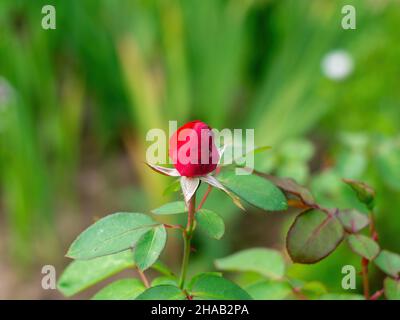 rosen wachsen im Garten Stockfoto