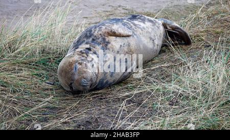 Atlantische Kegelrobben am Strand Stockfoto