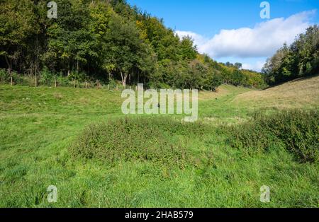 Grass Valley im Arundel Park, South Downs National Park in West Sussex, England, Großbritannien. Stockfoto