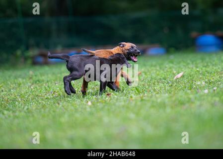 Belgische malinois und schwarze labrador Retriever Welpen spielen draußen im grünen Gras. Stockfoto