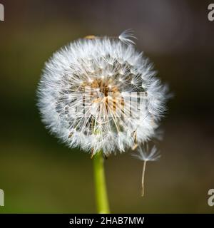 Eine einzelne, verwelkte Dandelionenblume vor einem undefinierten und verschwommenen grünen Hintergrund im warmen Sonnenlicht. Stockfoto