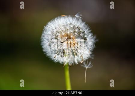 Eine einzelne, verwelkte Dandelionenblume vor einem undefinierten und verschwommenen grünen Hintergrund im warmen Sonnenlicht. Stockfoto