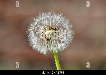 Eine einzelne, verwelkte Dandelionenblume vor einem undefinierten und verschwommenen bräunlichen Hintergrund im warmen Sonnenlicht. Stockfoto
