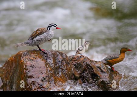 Eine Familie von Torrent Ducks der peruanischen Rasse (Merganetta armata leucogenis) am Rio Quijos am Osthang der ecuadorianischen Anden Stockfoto