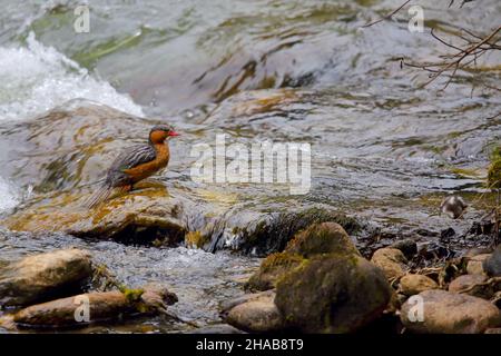 Eine Erwachsene weibliche Torrent-Ente und Ente der peruanischen Rasse (Merganetta armata leucogenis), die auf einem Felsen im Rio Quijos in Ecuador thront Stockfoto