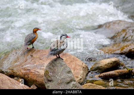 Eine Familie von Torrent Ducks der peruanischen Rasse (Merganetta armata leucogenis) am Rio Quijos am Osthang der ecuadorianischen Anden Stockfoto