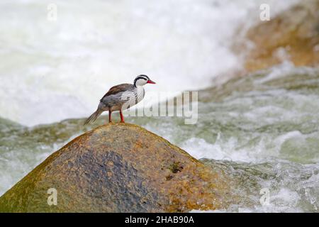 Eine Erwachsene drake Torrent-Ente der peruanischen Rasse (Merganetta armata leucogenis), die auf einem Felsen am östlichen Hang der Anden in Ecuador thront Stockfoto