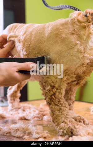 Pflege die Haare von Braun Hunderasse Cocker Spaniel. Die Groomer verwendet einen Trimmer für die Fellpflege Hund. Stockfoto