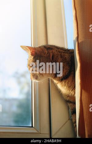 Niedliche Katze auf der Fensterbank schaut hinter dem Vorhang hervor. Neugierige Pussycat beobachten durch das Fenster auf der Straße Leben. Haustiere im Zimmer. Häusliche pelzige Tier. Stockfoto