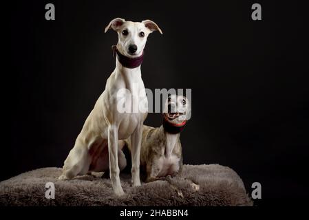 Whippets im Studio. Ein Hundeportrait von zwei Peitschenhunden auf schwarzem Hintergrund. Stockfoto