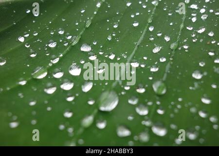 Wassertropfen auf Bananenblätter Stockfoto