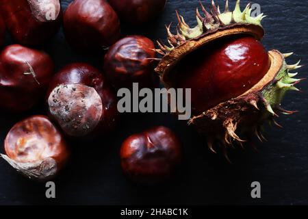 Frische Conker aus einem Rosskastanienbaum, der auch Rosskastanie, buckeye, Konkerbaum oder spanische Kastanie genannt wird, werden auf sla ein- und ausgestachelt Stockfoto