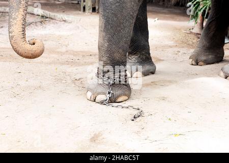 Gefesselte Elefantenfüße Stockfoto