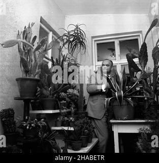 Polska, 1969. In¿. Jerzy Szafrañski wœród swojej kolekcji kaktusów. W zbiorach znajduj¹ siê m.in. Okazy z grup: Opuncji, epiphyllum, hylocereus, cereus. uu PAP/Andrzej £okaj Dok³adny miesi¹c i dzieñ wydarzenia nieustalone. Polen, 1969. Ingenieur Jerzy Szafranski mit seiner Kaktussammlung. Die Sammlung umfasst Exemplare von opuntia, epiphyllum, Hylocereus, cereus. uu PAP/Andrzej Lokaj Stockfoto