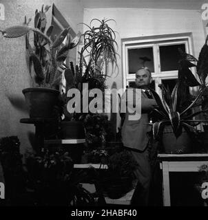 Polska, 1969. In¿. Jerzy Szafrañski wœród swojej kolekcji kaktusów. W zbiorach znajduj¹ siê m.in. Okazy z grup: Opuncji, epiphyllum, hylocereus, cereus. uu PAP/Andrzej £okaj Dok³adny miesi¹c i dzieñ wydarzenia nieustalone. Polen, 1969. Ingenieur Jerzy Szafranski mit seiner Kaktussammlung. Die Sammlung umfasst Exemplare von opuntia, epiphyllum, Hylocereus, cereus. uu PAP/Andrzej Lokaj Stockfoto