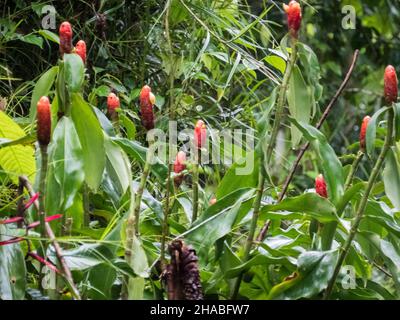 Pflaumeniger roter Knauf-Ingwer, Costus woodsonii, besser bekannt als roter Knöpfe-Ingwer oder scharlachrote Spiralflagge, ist eine wunderschöne krautige Pflanze, die in Mesoamer beheimatet ist Stockfoto