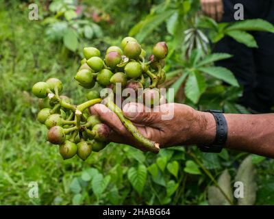 Die UBILLA-Frucht hat eine einzigartige Form, ähnlich wie die Trauben in ihrer Form, einen einzigen Samen und hat die Eigenschaft einer rauen Haut. Die im Ama gefunden Stockfoto