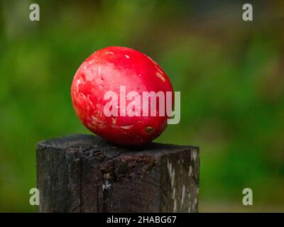 Pumarosa - syzygium samarangense ist eine blühende Pflanze, die heute in den Tropen weit verbreitet ist. Gebräuchliche Namen - Wachsapfel, Java-Apfel, Semarang Stockfoto