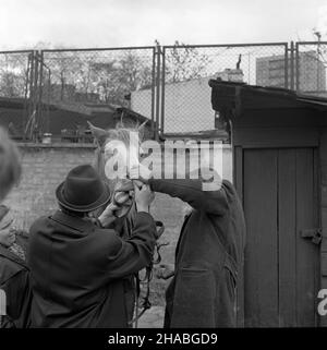 Warszawa, 1969-10-01. Konie na targu ¿ywnoœci w Warszawie. NZ. Zagladanie koniowi do pyska. mb PAP/Boles³aw Miedza Dok³adny dzieñ wydarzenia nieustalony. Warschau, 1. Oktober 1969. Pferde auf einem Lebensmittelmarkt in Warschau. Bild: Blick auf ein Pferd. mb PAP/Boleslaw Miedza Stockfoto