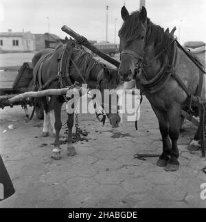 Warszawa, 1969-10-01. Konie na targu ¿ywnoœci w Warszawie. NZ. Konie zaprzêgniête do wozów. mb PAP/Boles³aw Miedza Dok³adny dzieñ wydarzenia nieustalony. Warschau, 1. Oktober 1969. Pferde auf einem Lebensmittelmarkt in Warschau. Im Bild: Pferde an einem Wagen gespannt. mb PAP/Boleslaw Miedza Stockfoto