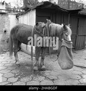 Warszawa, 1969-10-01. Konie na targu ¿ywnoœci w Warszawie. NZ. zmêczony, wynêdznia³y koñ. mb PAP/Boles³aw Miedza Dok³adny dzieñ wydarzenia nieustalony. Warschau, 1. Oktober 1969. Pferde auf einem Lebensmittelmarkt in Warschau. Im Bild: Ein müdes, verhacktes Pferd. mb PAP/Boleslaw Miedza Stockfoto