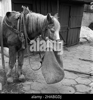 Warszawa, 1969-10-01. Konie na targu ¿ywnoœci w Warszawie. NZ. zmêczony, wynêdznia³y koñ. mb PAP/Boles³aw Miedza Dok³adny dzieñ wydarzenia nieustalony. Warschau, 1. Oktober 1969. Pferde auf einem Lebensmittelmarkt in Warschau. Im Bild: Ein müdes, verhacktes Pferd. mb PAP/Boleslaw Miedza Stockfoto