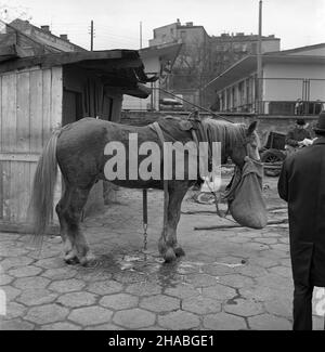 Warszawa, 1969-10-01. Konie na targu ¿ywnoœci w Warszawie. NZ. zmêczony koñ. mb PAP/Boles³aw Miedza Dok³adny dzieñ wydarzenia nieustalony. Warschau, 1. Oktober 1969. Pferde auf einem Lebensmittelmarkt in Warschau. Im Bild: Ein müdes Pferd. mb PAP/Boleslaw Miedza Stockfoto