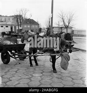 Warszawa, 1969-10-01. Konie na targu ¿ywnoœci. mb PAP/Boles³aw Miedza Dok³adny dzieñ wydarzenia nieustalony. Warschau, 1. Oktober 1969. Pferde auf einem Lebensmittelmarkt in Warschau. Im Bild: Ein Pferd, das an einen Karren gespannt ist. mb PAP/Boleslaw Miedza Stockfoto