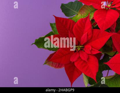 Schöne Weihnachtsblume Poinsettia Nahaufnahme auf einem lila Hintergrund Stockfoto