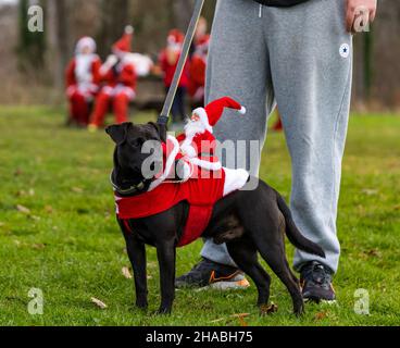 Dalkeith, Midlothian, Schottland, Vereinigtes Königreich, 12th. Dezember 2021. Santa Run und Elf Dash: Die Spendenaktion findet im Dalkeith Country Park statt, um Geld für CHAS (Children’s Hospices Across Scotland) zu sammeln Bild: Der bestgekleidete Hund gewinnt einen Preis mit einem Santa-Kostüm Stockfoto