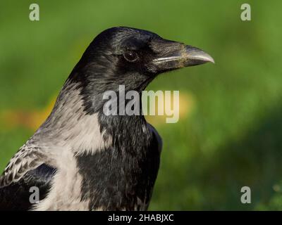 Kapuzenkrähe (Corvus cornix) auf einer Wiese in Inverness, Scottish Highlands, Großbritannien Stockfoto