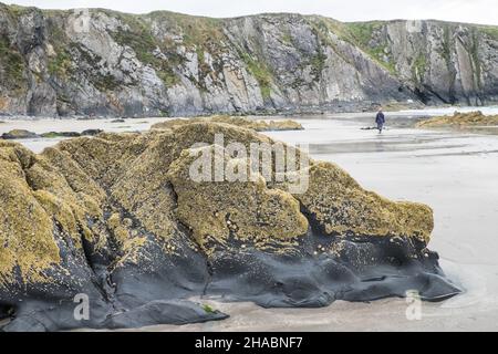 Wandern, Wanderer, Wanderer, Wandern, Wandern, Spaziergänger, auf, Pembrokeshire Coast Path,,in der Nähe, St Davids, Pfad, zwischen Porthgain, und, Abereiddy, Turm, atemberaubend, Aussicht, abgelegen, Bucht, und, Traeth Llyfn, Llyfn, Strand, Sandstrand, Pembrokeshire, Küste, Küste, Wales, Wales, Wales, Großbritannien, Großbritannien, Großbritannien, Großbritannien, Stockfoto