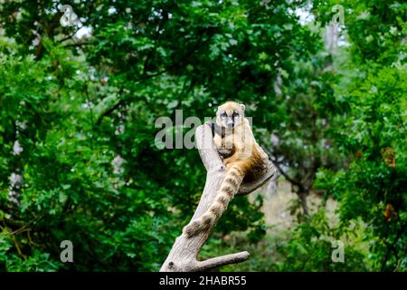 Südamerikanische Koati sitzen auf einem Baum. Nasua nasua im Zoo von Veszprem, Ungarn Stockfoto