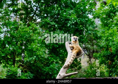 Südamerikanische Koati sitzen auf einem Baum. Nasua nasua im Zoo von Veszprem, Ungarn Stockfoto