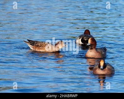 Weibchen Wigeon (Mareca penelope), die Männchen im Caledonian Canal, Inverness, Schottland, Großbritannien, verjagt Stockfoto