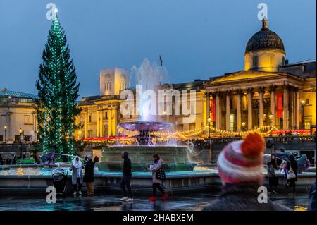 London, Großbritannien. 11th Dez 2021. Der Trafalgar Square Weihnachtsbaum bei nassem winterlichem Wetter. Die vor der Nationalgalerie stehenden Steine spiegeln sich in den Edelsteinen des Platzes wider. Kredit: Guy Bell/Alamy Live Nachrichten Stockfoto