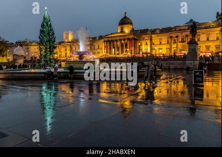 London, Großbritannien. 11th Dez 2021. Der Trafalgar Square Weihnachtsbaum bei nassem winterlichem Wetter. Die vor der Nationalgalerie stehenden Steine spiegeln sich in den Edelsteinen des Platzes wider. Kredit: Guy Bell/Alamy Live Nachrichten Stockfoto