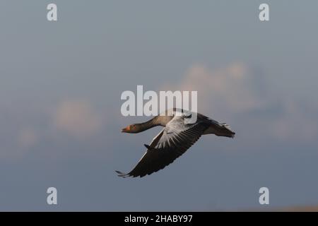 Ein Migrant in das Vereinigte Königreich, obwohl es einige wilde Populationen gibt. Dieser Vogel auf Islay ist mehr als wahrscheinlich wild. Stockfoto