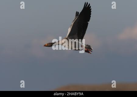 Ein Migrant in das Vereinigte Königreich, obwohl es einige wilde Populationen gibt. Dieser Vogel auf Islay ist mehr als wahrscheinlich wild. Stockfoto