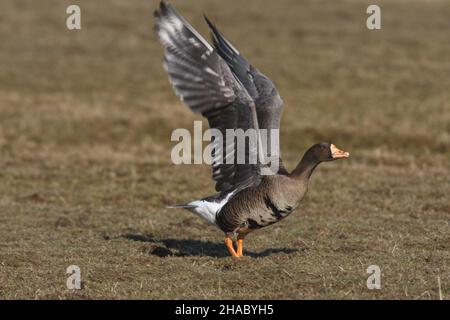 Eine Winterart in Großbritannien nach der Migration aus Russland oder Grönland. Auf Islay gibt es viele Wiesen und Weiden und einige Ackerfelder. Stockfoto